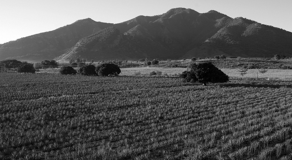 Mezcal Fields
